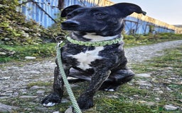 Mixed Breed dogs for adoption: A Beautiful and Gentle Girl - for a Loving Home - Image 6