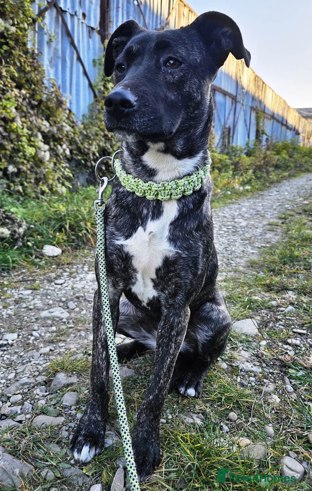 Mixed Breed dogs for adoption: A Beautiful and Gentle Girl - for a Loving Home - Image 6