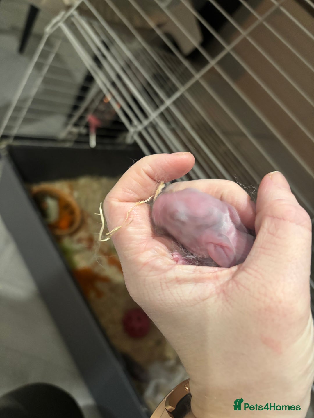 English Lop rabbits for sale: 4 baby rabbits  - Advert 10