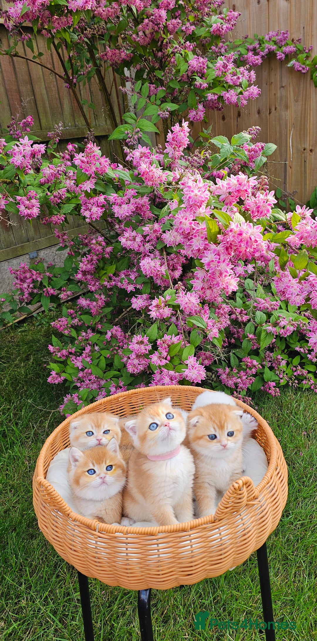 Scottish Fold cats for sale: READY NOW - TICA - SCOTTISH STRAIGHT BOY, NY12. - Image 17