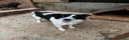 Mixed Breed dogs for adoption: Azur is looking for a family! - Advert 3