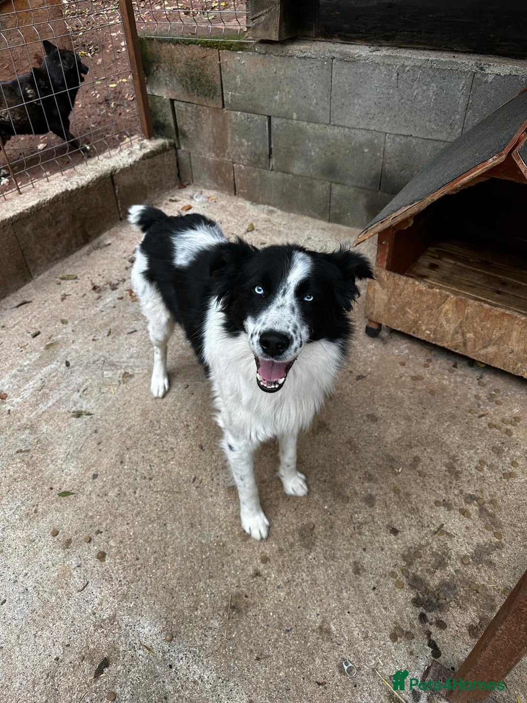 Mixed Breed dogs for adoption: Azur is looking for a family! - Advert 3