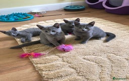 Russian Blue cats for sale: Gorgeous Russian Blue Kittens - Image 7