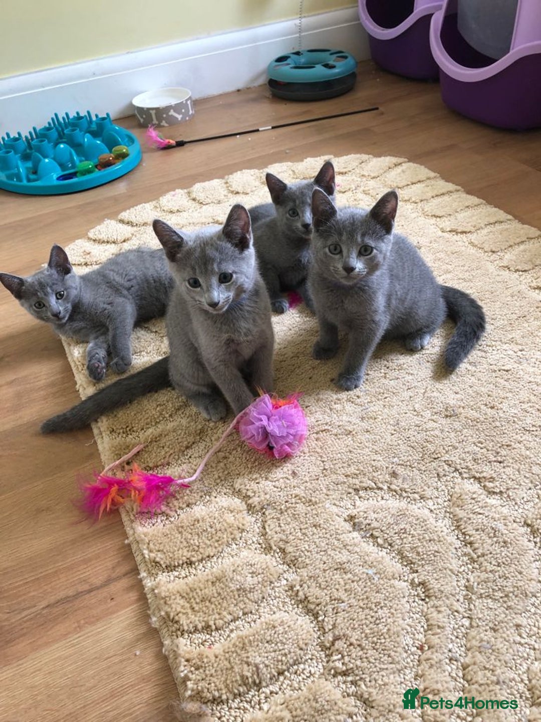 Russian Blue cats for sale: Gorgeous Russian Blue Kittens - Image 7