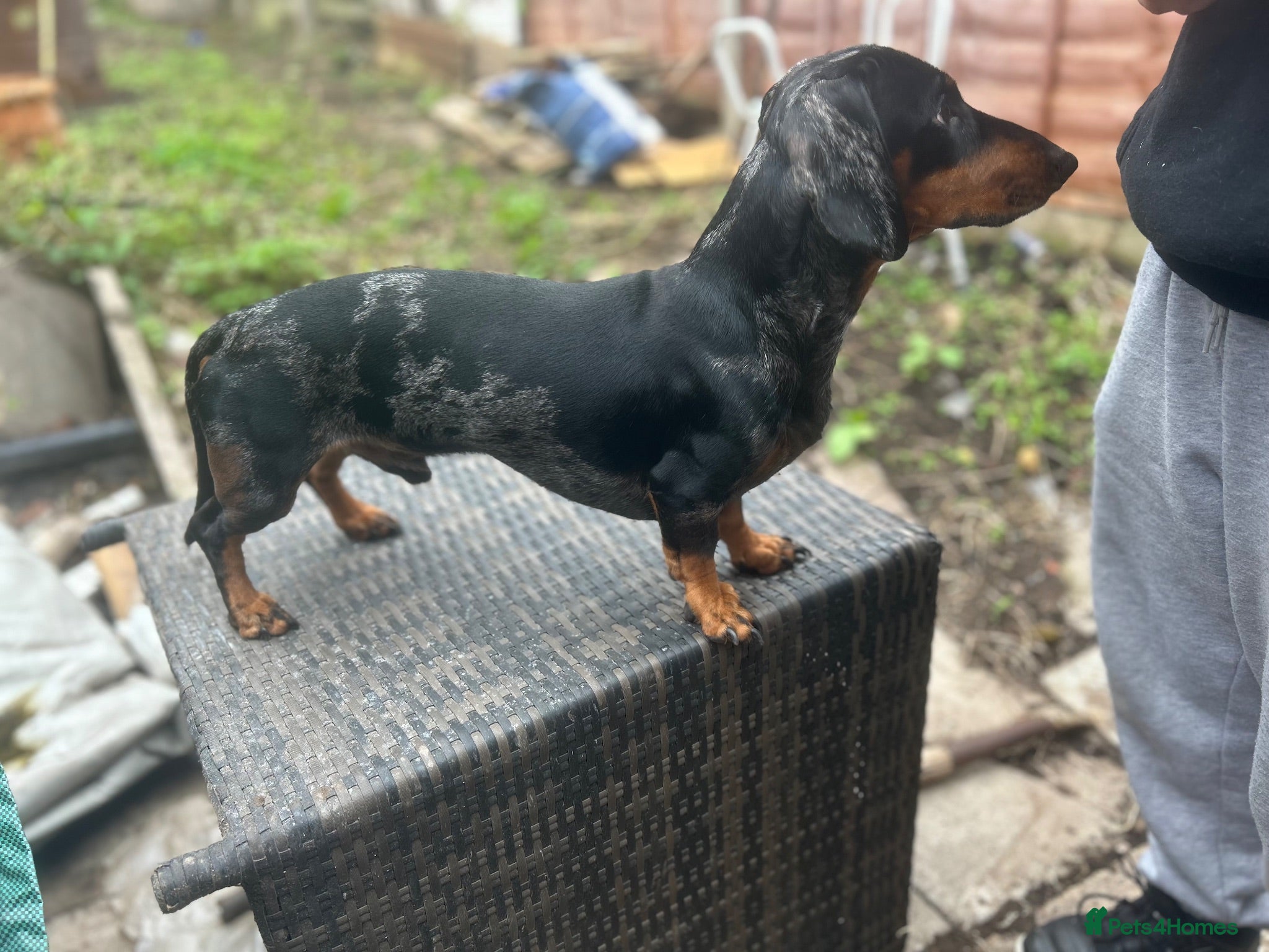 Miniature Dachshund dogs Miniature Black and Tan dapple for stud - Advert 8