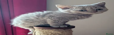 Selkirk Rex 2