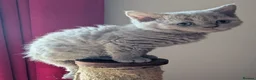 Selkirk Rex cats for sale: 😻 Beautiful Selkirk Rex Kittens 😻 - Advert 9