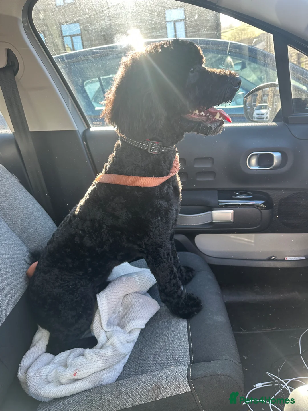 Cockapoo dogs for sale: 14 Month old Cockerpoo - Advert 7
