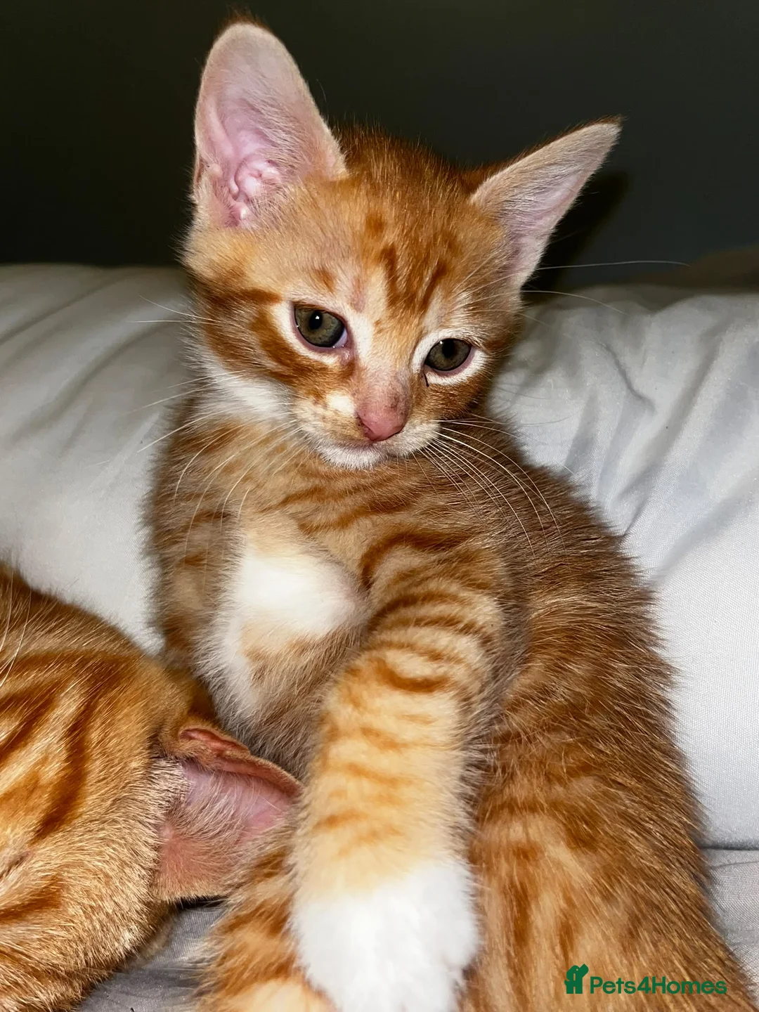 British Shorthair cats for sale: 3 Kittens for sale  - Advert 4