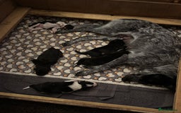 Border Collie dogs for sale: 3 beautiful female pups remaining - Image 7