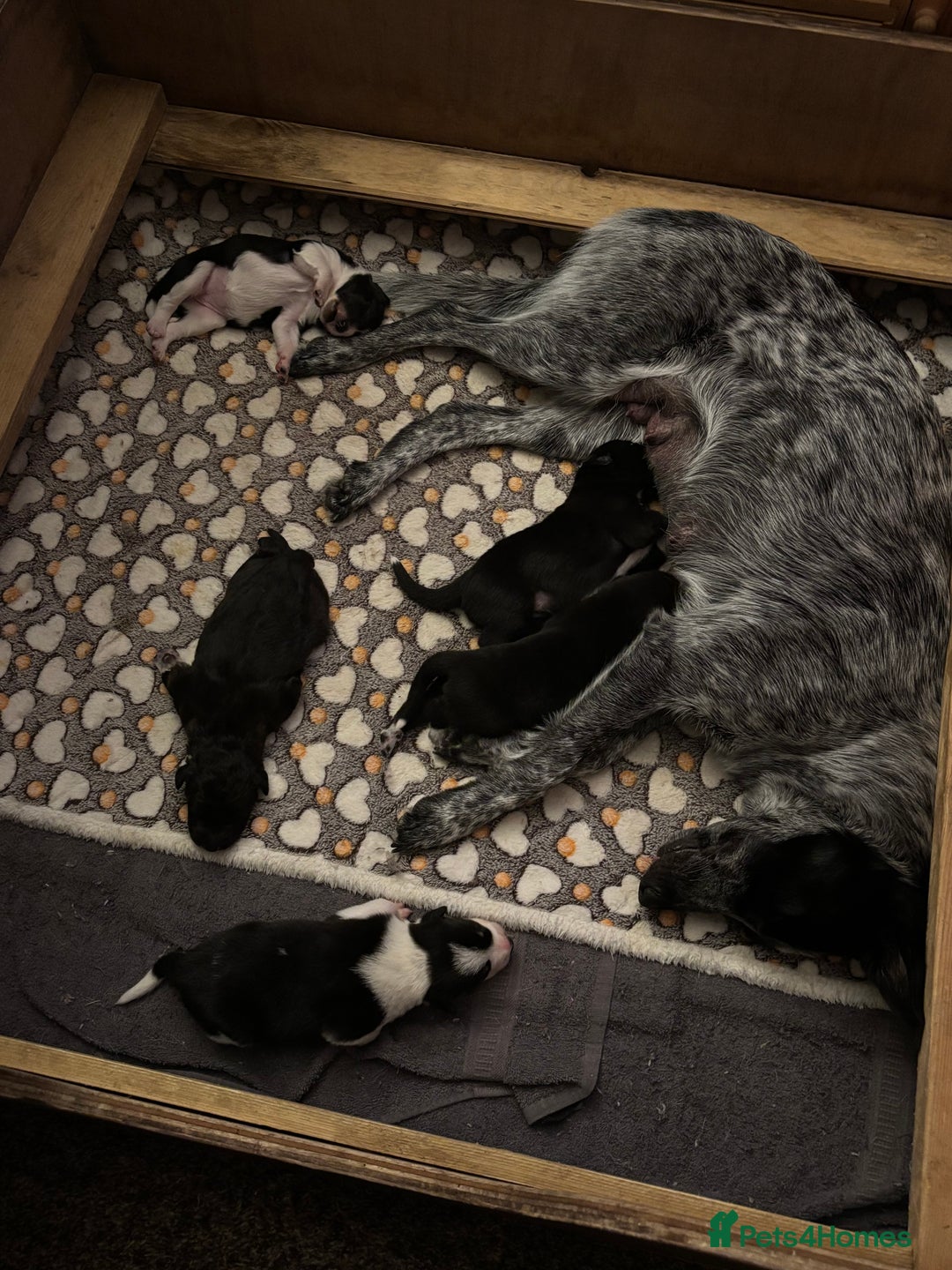 Border Collie dogs for sale: 3 beautiful female pups remaining - Image 7