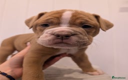 Old Tyme Bulldog dogs for sale: Kyro & Lyla Litter Old Tyme Old English Bullgdog - Image 5