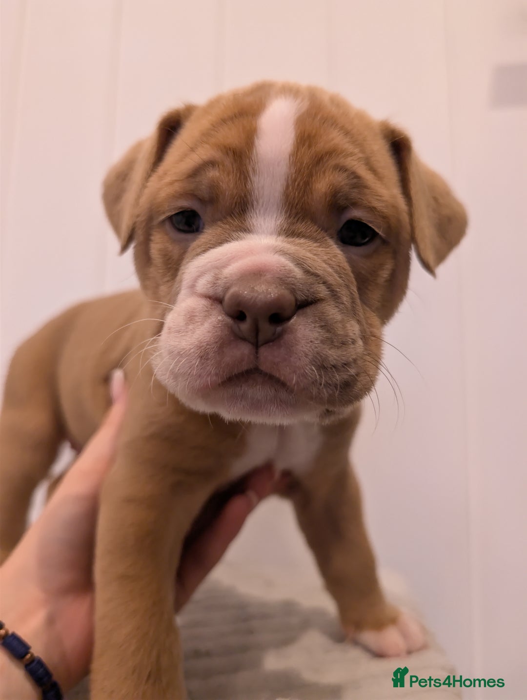 Old Tyme Bulldog dogs for sale: Kyro & Lyla Litter Old Tyme Old English Bullgdog - Image 5