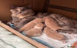 British Shorthair cats for sale: **GCCF CHAMPION PARENTS - Last Kitten!!** - Image 6