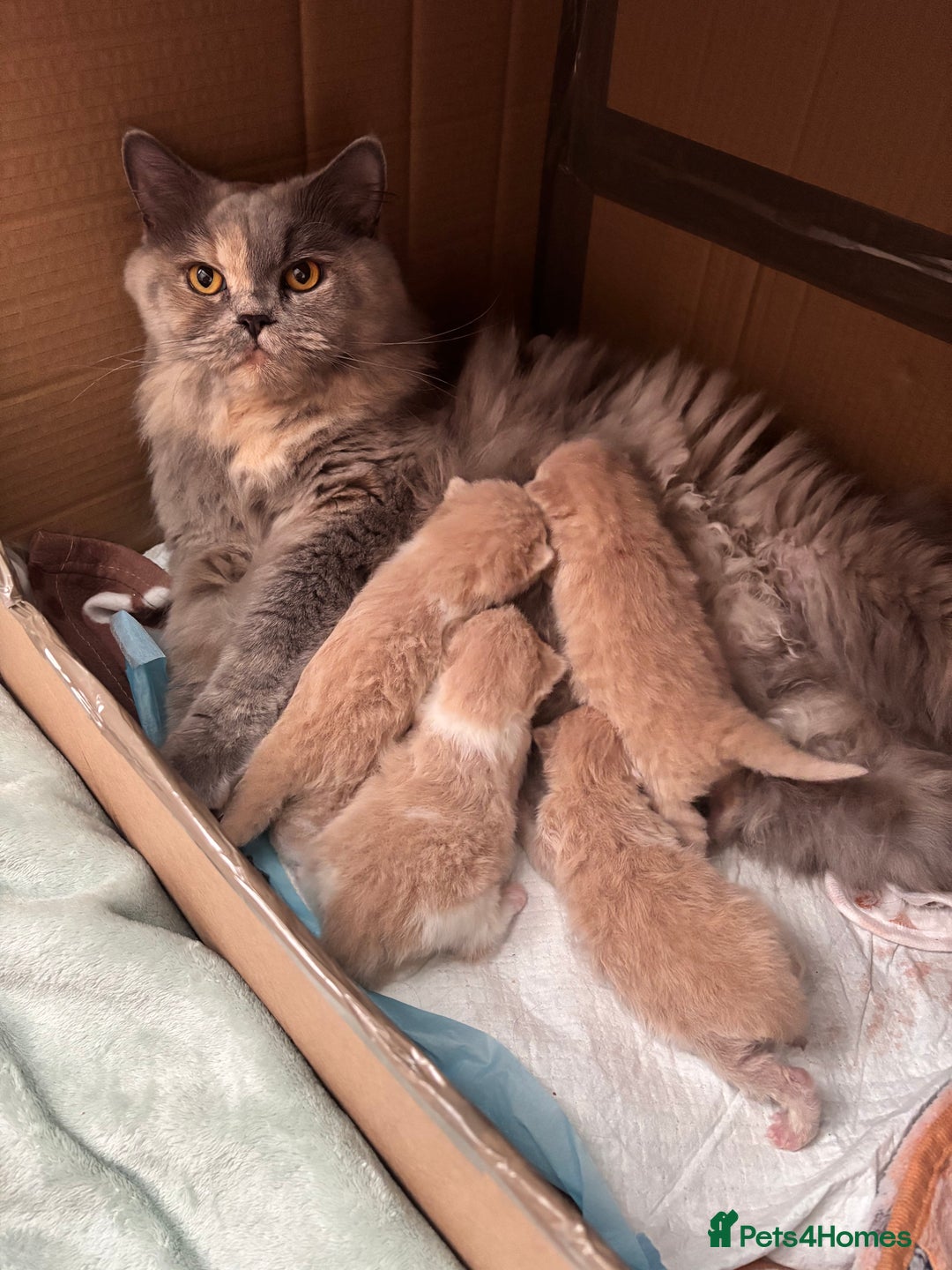 British Shorthair cats for sale: **GCCF CHAMPION PARENTS - Last Kitten!!** - Image 6