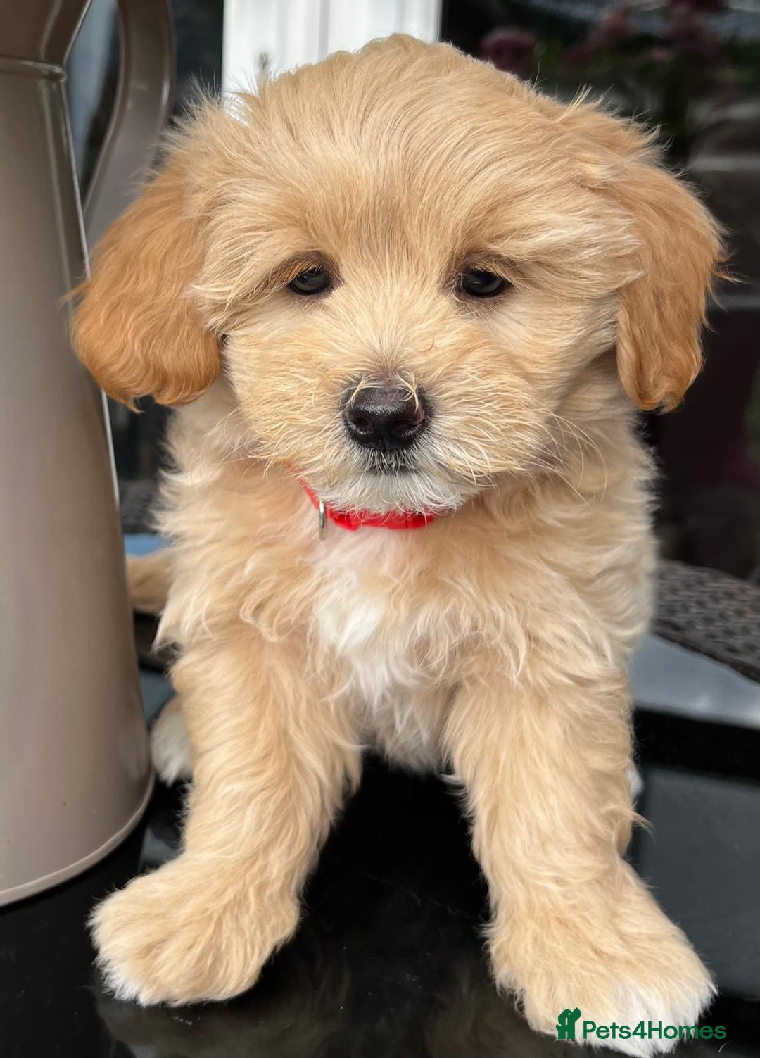 Maltipoo dogs for sale: Adorable Maltipoo  - Image 28