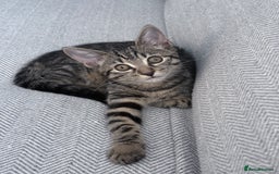 Mixed Breed cats for sale: Cat donation - Image 2