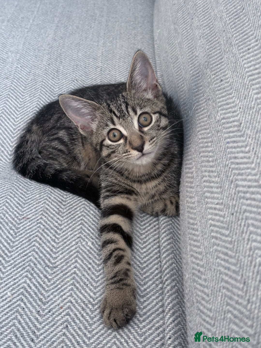 Mixed Breed cats for sale: Cat donation - Image 2