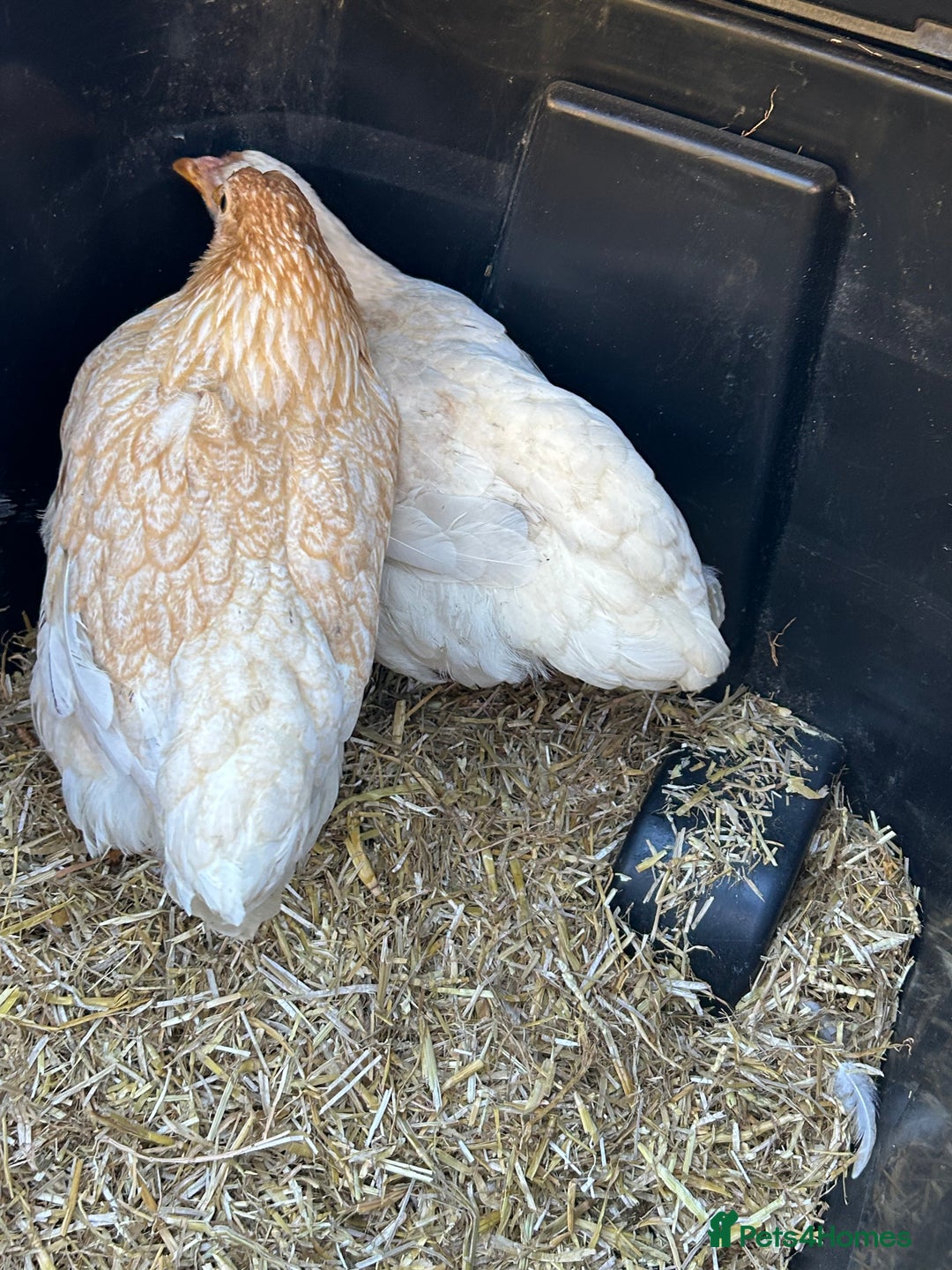 Chickens poultry for sale: 2 female bantam Wyandotte for sale - Advert 2