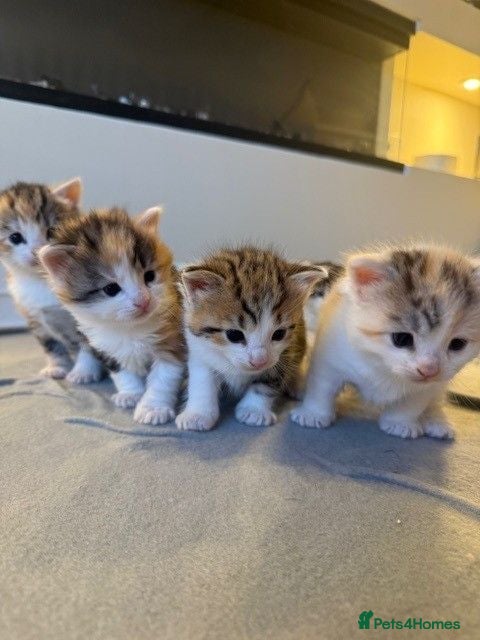 Mixed Breed cats 5 Beautiful Kittens Looking for Their Forever - Advert 6
