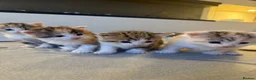 Mixed Breed cats for sale: 5 Beautiful Kittens Looking for Their Forever in Warrington - Advert 1