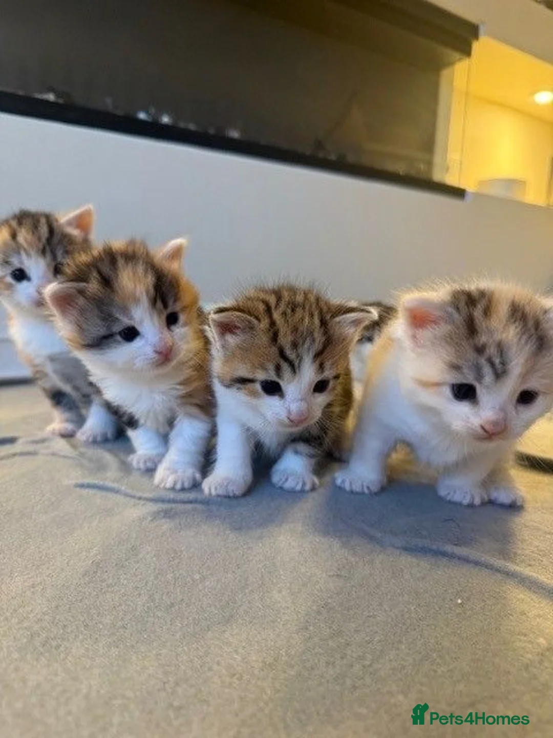 Mixed Breed cats for sale: 5 Beautiful Kittens Looking for Their Forever in Warrington - Advert 1