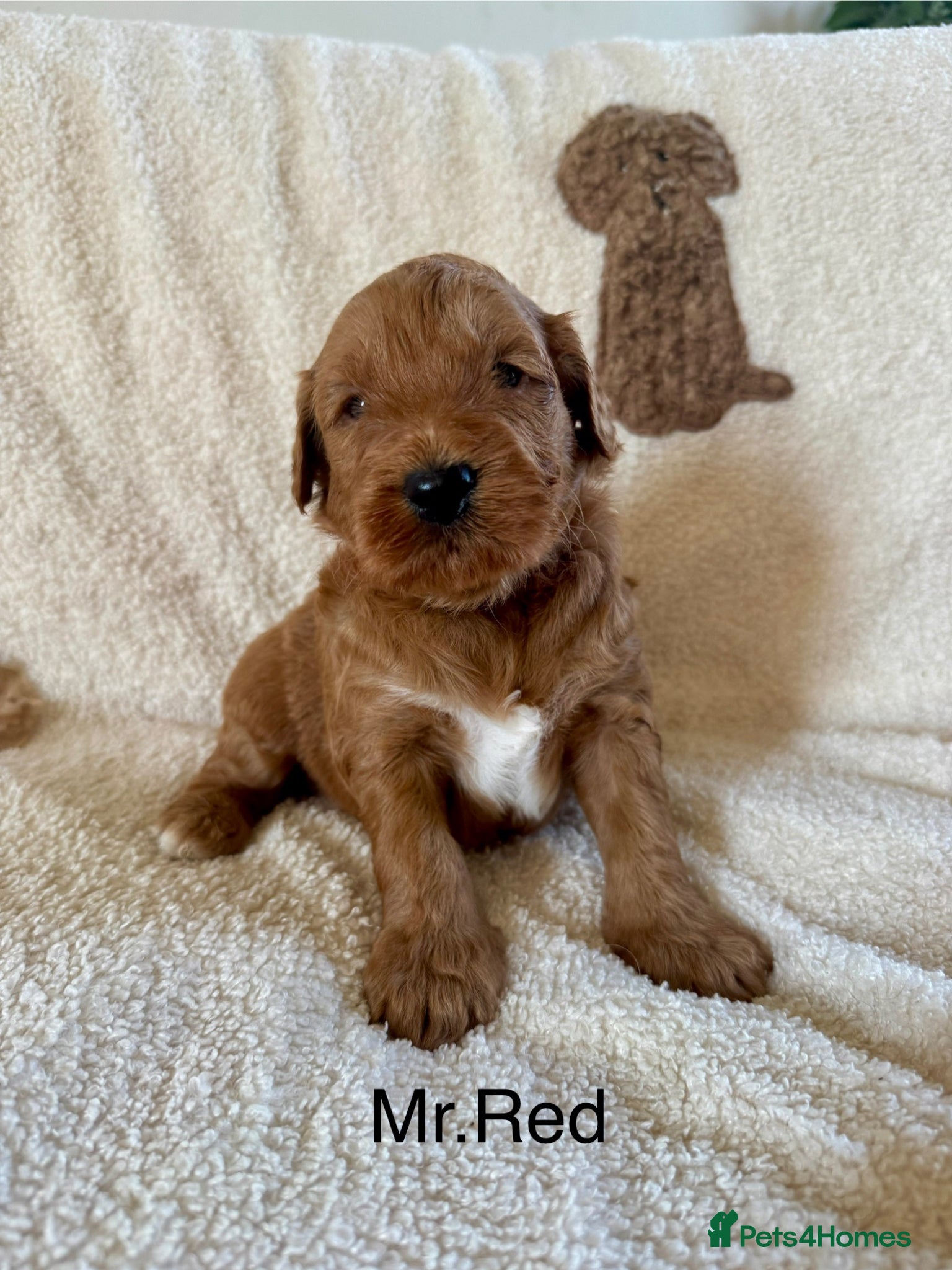 Australian Labradoodle dogs for sale: Gorgeous Tuxedo Marking Australian Labradoodles - Advert 6