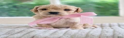 Cavapoochon dogs for sale: Cavapoochon puppies - Advert 5