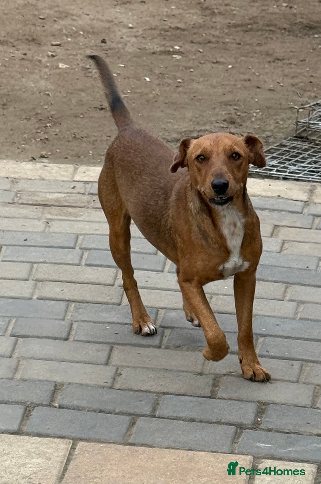 Fox Terrier dogs for adoption: Sweet Felix Needs LOVE - Advert 3
