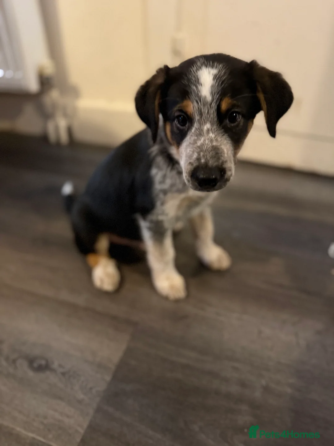 Border Collie dogs for sale: Buddy - Advert 7