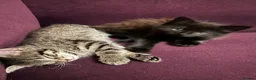Mixed Breed cats for sale: 3 beautiful kitties. Playful and brave! - Advert 9