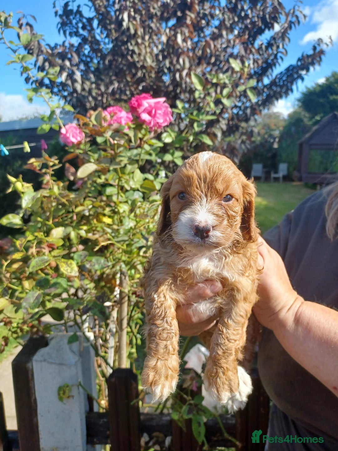 Cockapoo dogs for sale: Last one cockerpoo boy foxred  - Image 10