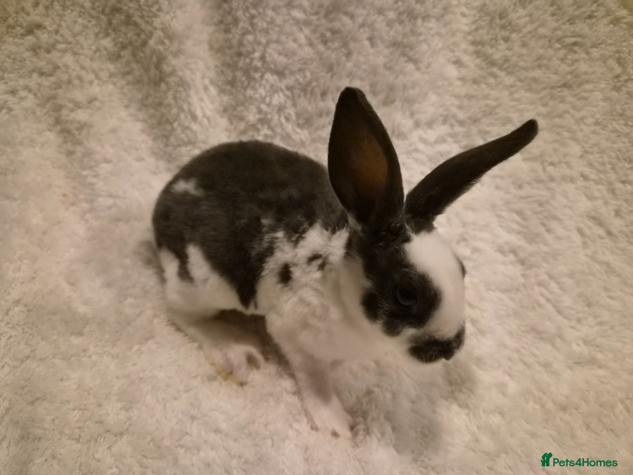Rex rabbits 3 rex cross white spot rabbits for sale  - Advert 1