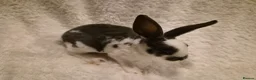 Rex rabbits for sale: 4 rex rabbits for sale  - Advert 12