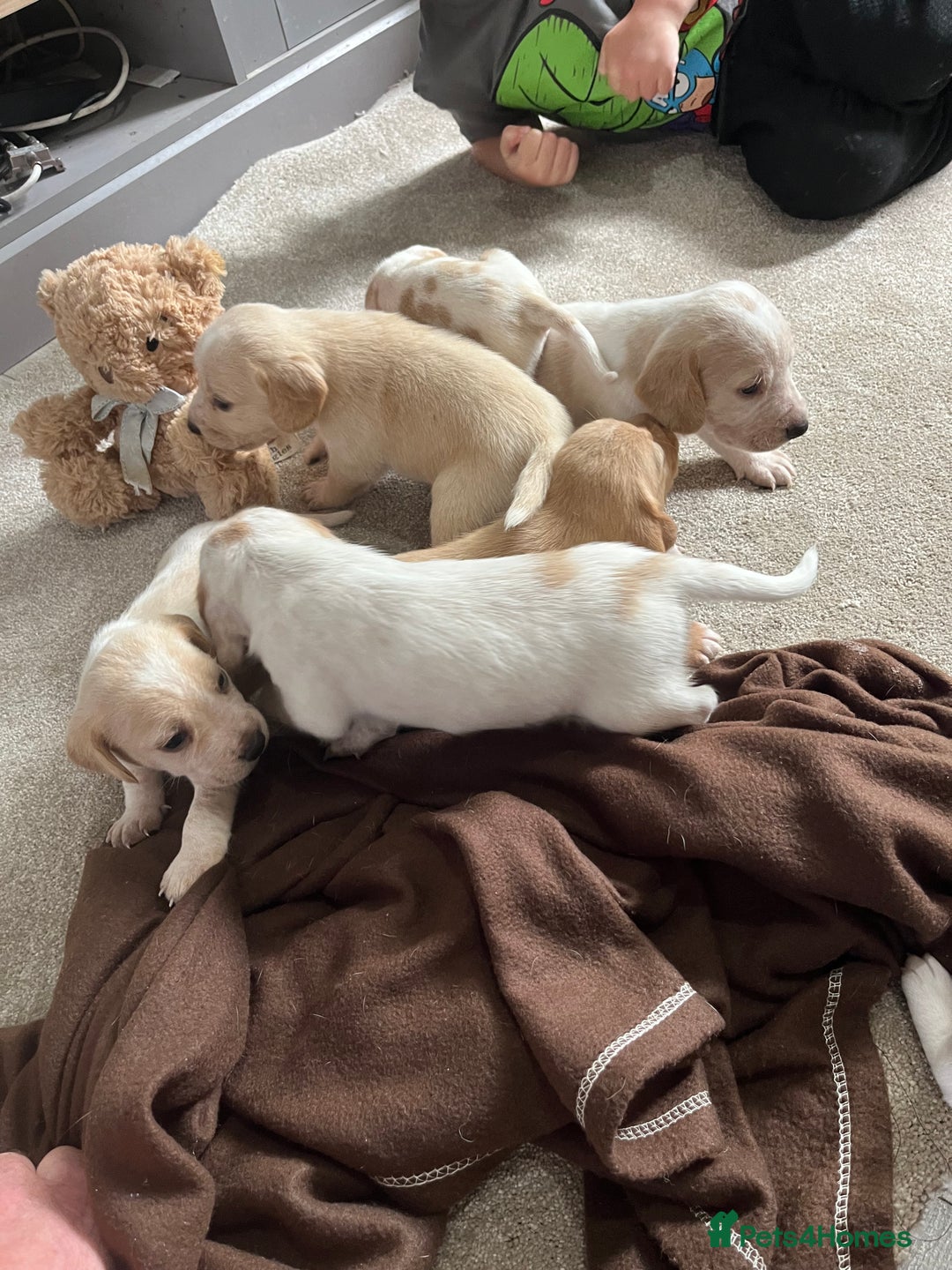 Bocker dogs for sale: Beautiful bocker/beagle puppies - Image 2
