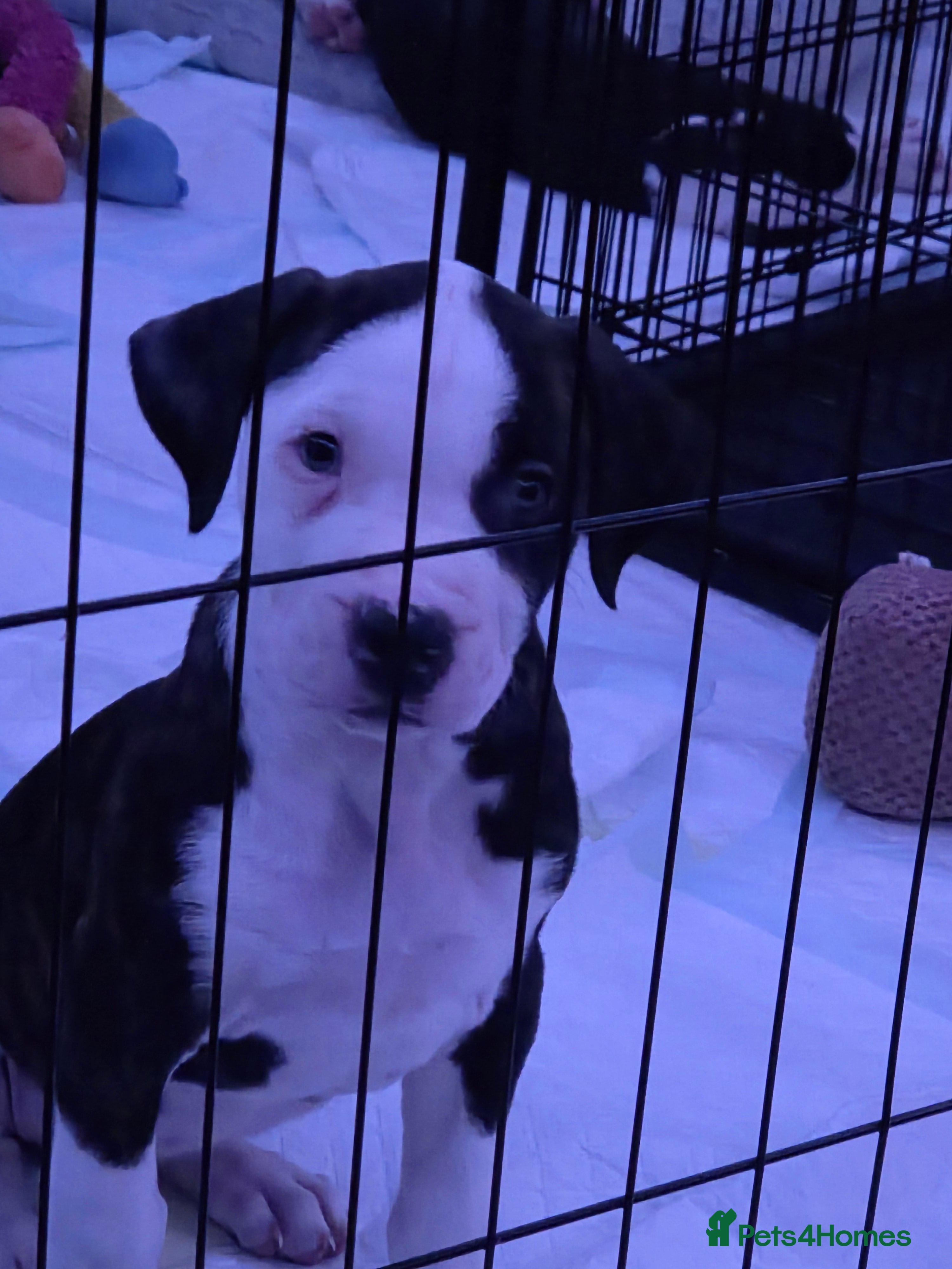 American Bulldog dogs Vaccinations and chipped today ready to leave - Advert 3