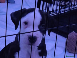 American Bulldog dogs Vaccinations and chipped today ready to leave - Advert 3