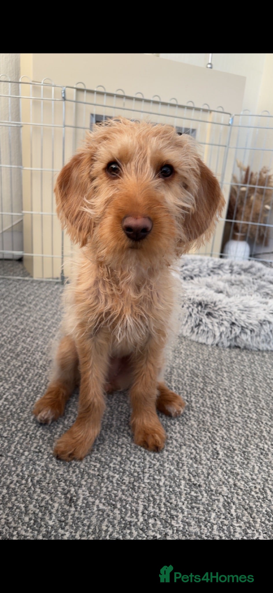 Mixed Breed dogs Skye - cockapoo cross with a beagle  - Advert 9