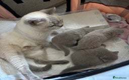 British Shorthair cats for sale: 2 girls available  - Image 5