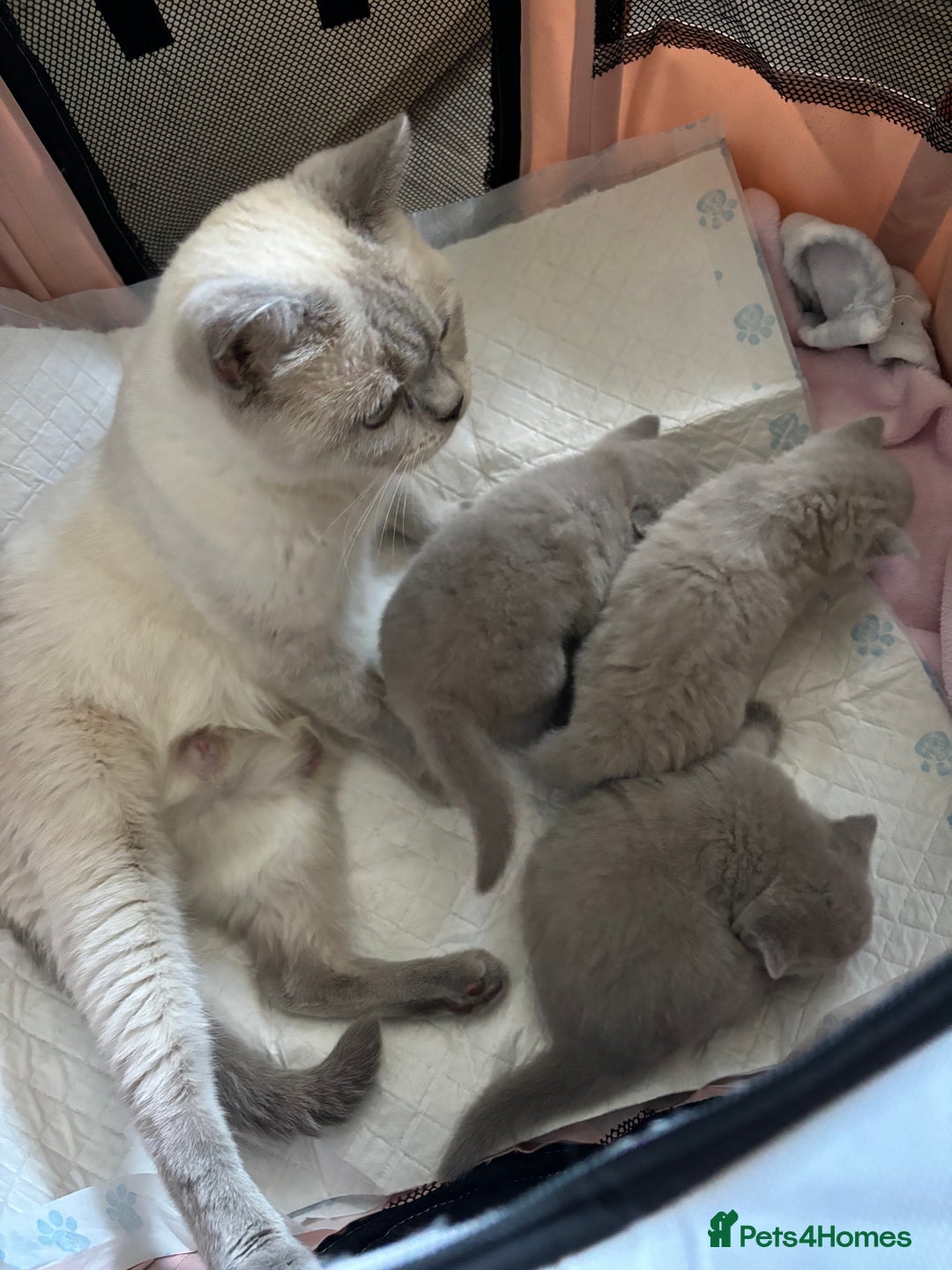 British Shorthair cats for sale: 2 girls available  - Image 5