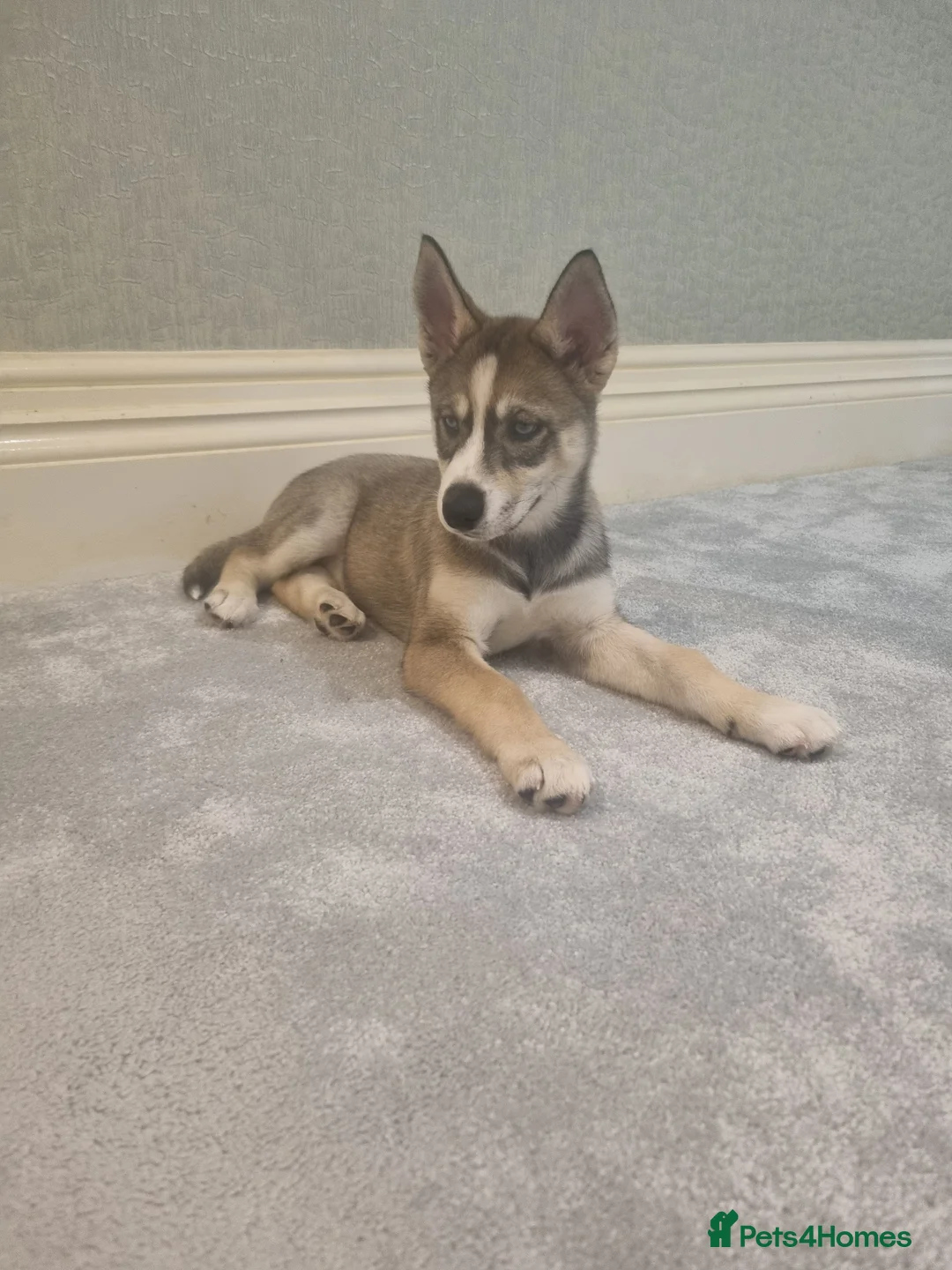 Siberian Husky dogs for sale: Rare Grey Agouti siberian husky  💖 fully insured - Advert 4