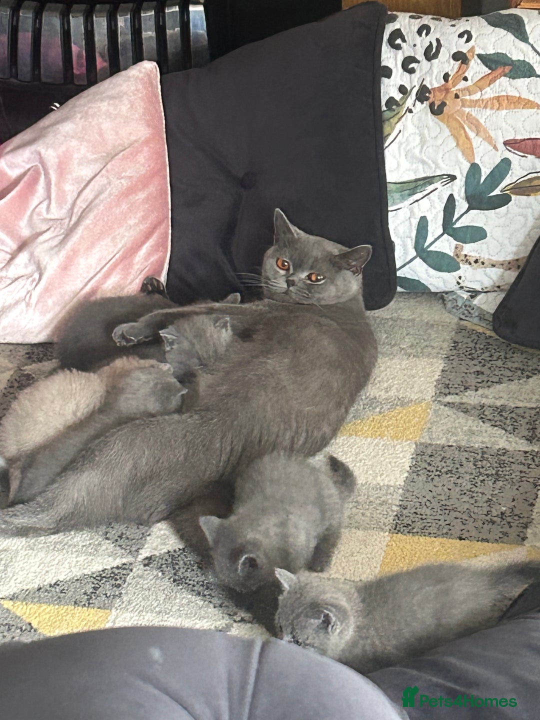 British Shorthair cats for sale: 5 British Shorthair kittens for sale - Image 17