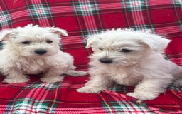 West Highland Terrier dogs for sale: Traditional west Highland terrier puppies  - Image 2