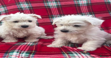 West Highland Terrier dogs - Advert 1