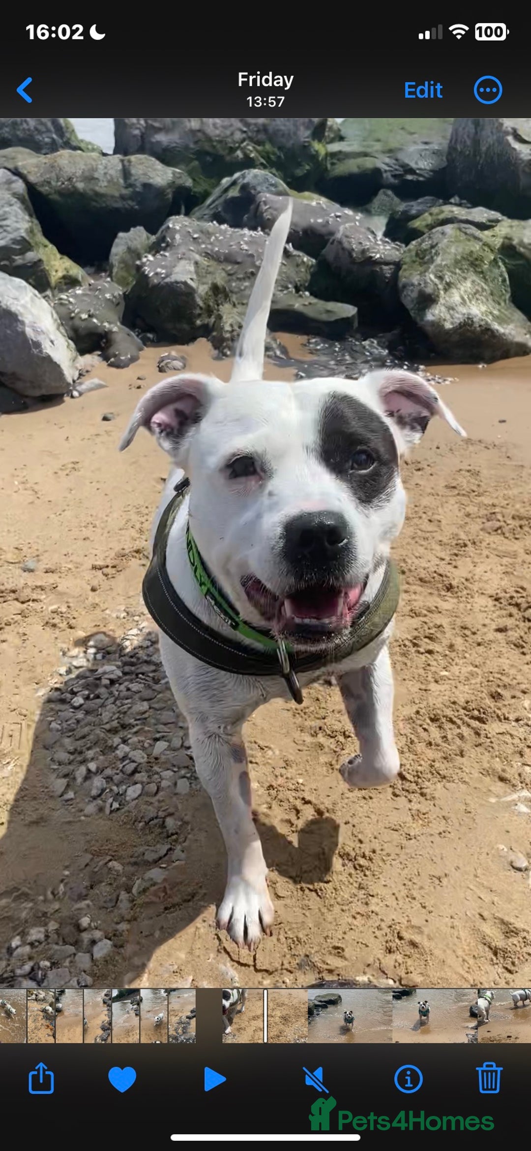 Staffordshire Bull Terrier dogs for stud: White Male Staffy for Stud (Free) - Image 13