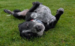 Mixed Breed dogs for adoption: Merinda your loyal companion - Image 2