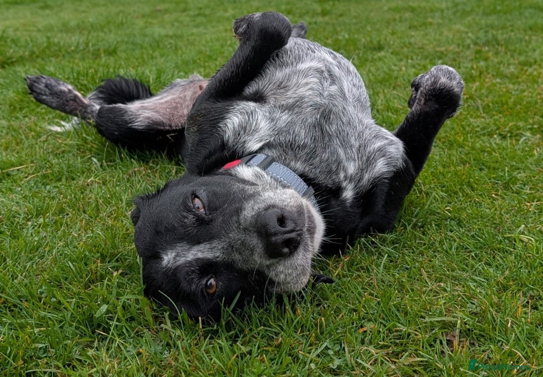 Mixed Breed dogs for adoption: Merinda your loyal companion - Image 2
