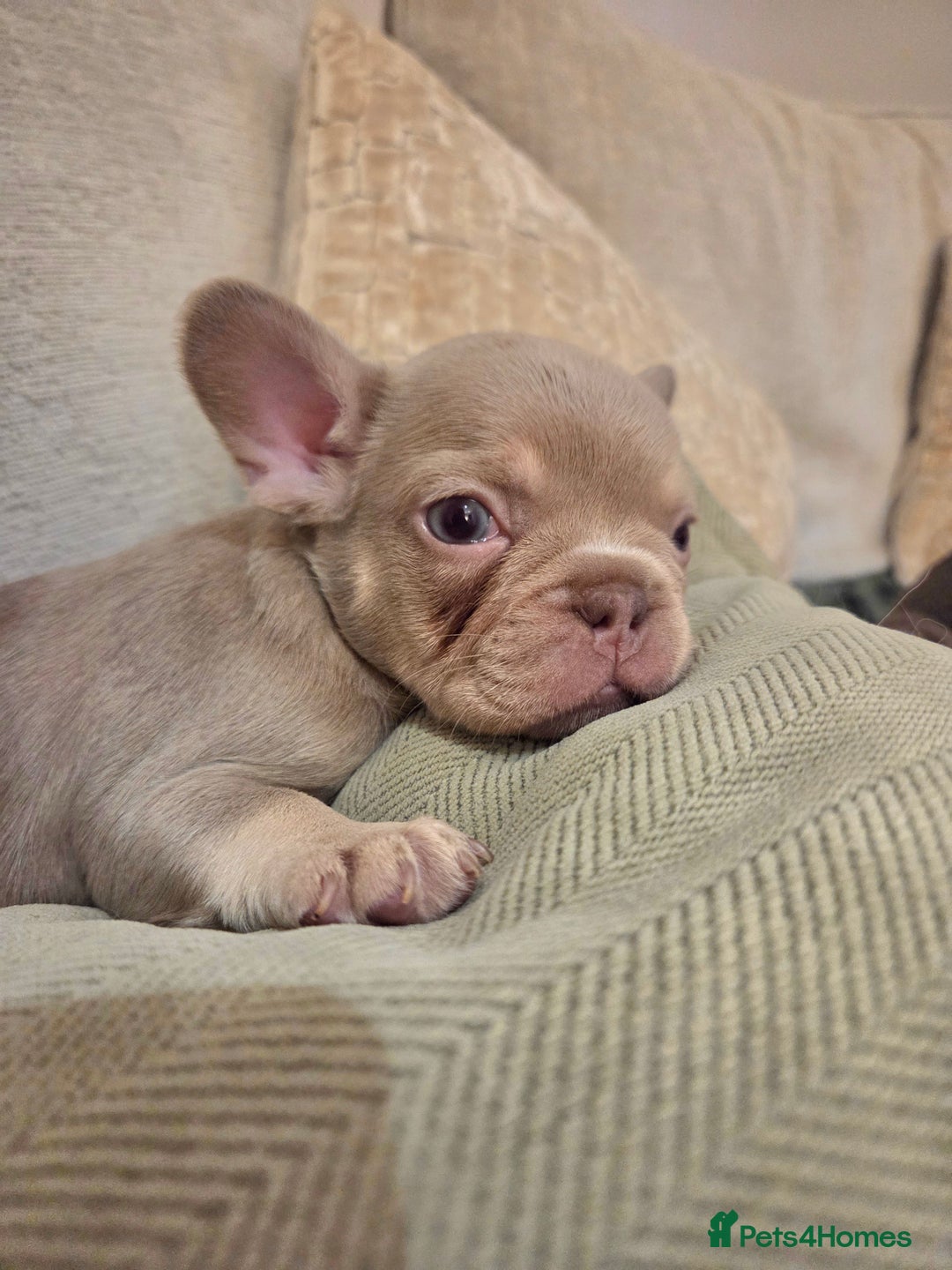 French Bulldog dogs for sale: Isabella & lilac & tan chunky frenchies - Advert 37