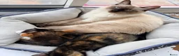 Mixed Breed cats for sale: Two Gorgeous Tortoiseshell girl kittens - Advert 3