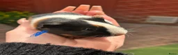 Guinea Pig rodents for sale: Gorgeous baby Guineapigs  - Advert 4